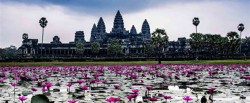 angkor-wat-lotus-flowers